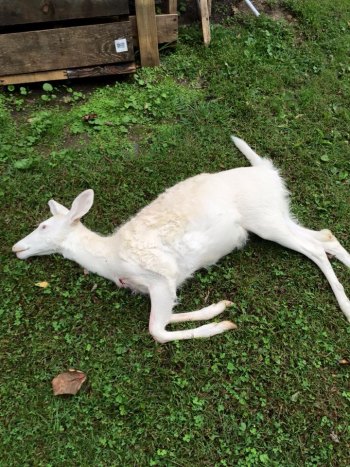 Facebook users help WV Natural Resources Police solve albino deer killing case in Boone County Facebook users help WV Natural Resources Police solve albino deer killing case in Boone County